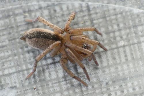 Réf. 223 439 : Drassodes sp.